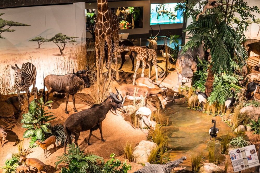 museum-histoire-naturelle-geneve-3