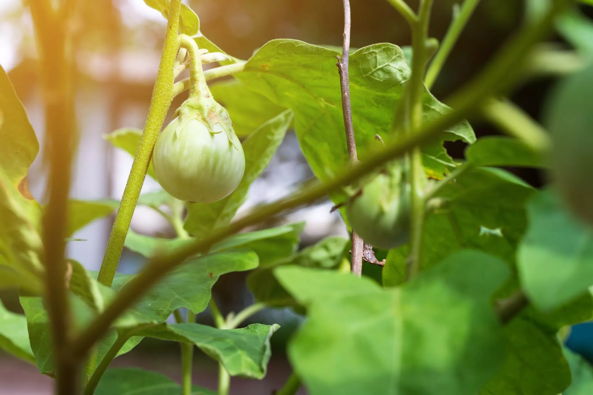 Comment créer un potager urbain à Genève : conseils pratiques